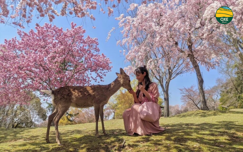 nara-park