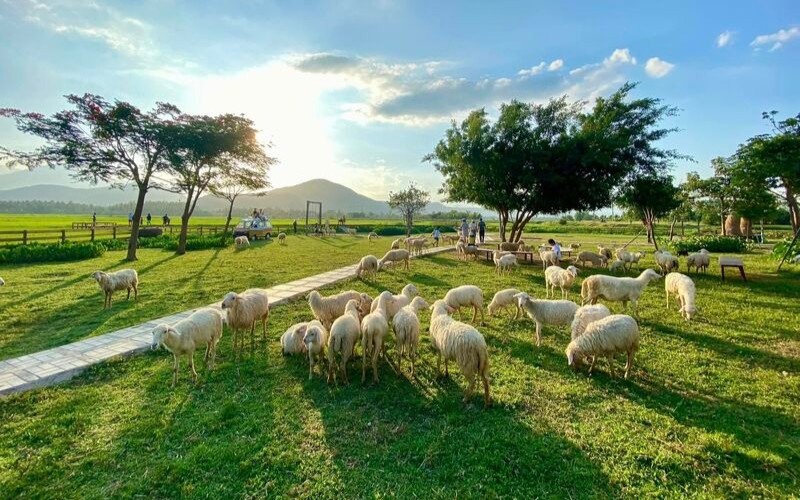 Đồng Cừu Suối Tiên Nha Trang